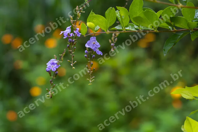 Foto19