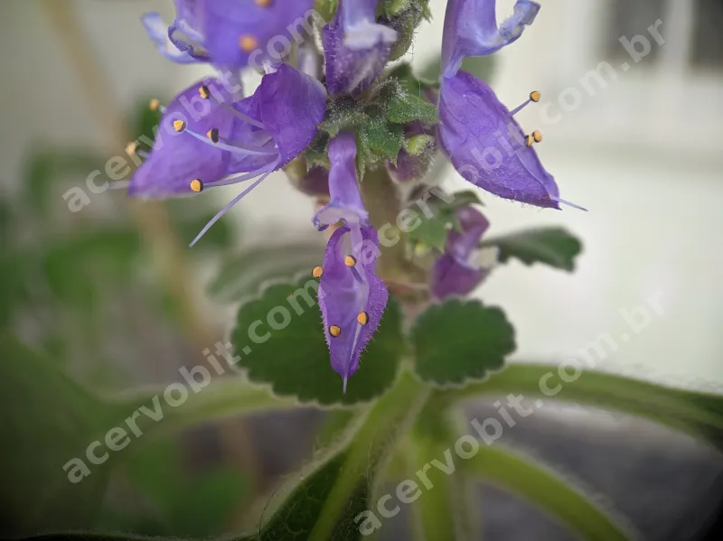 Foto73