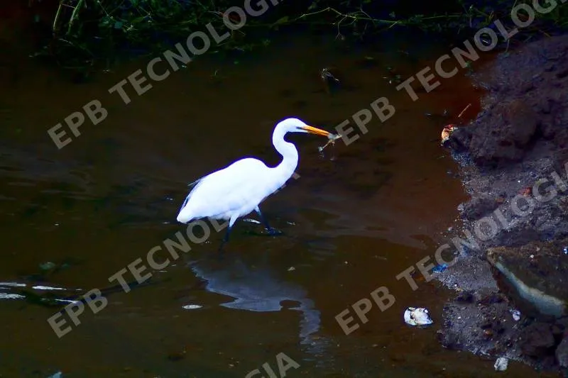 Garça pescando