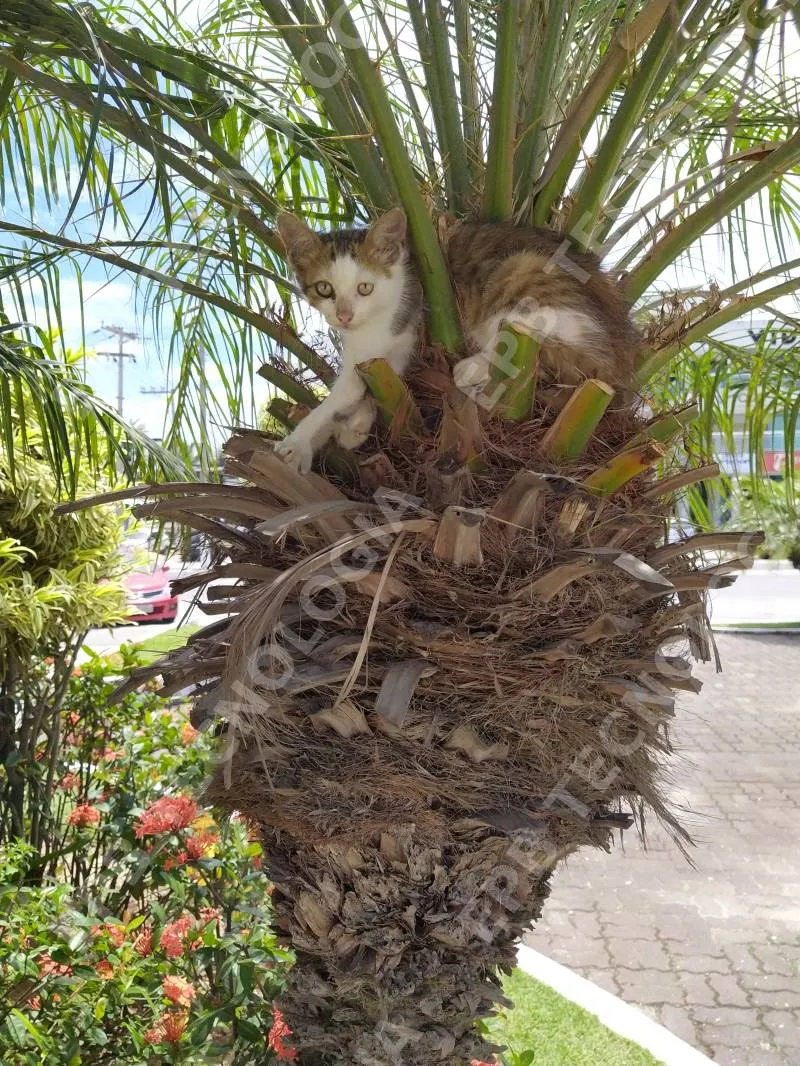 Gato no coqueirinho